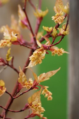Acer crataegifolium 'Veitchii' - javor hloholistý - detail květenství